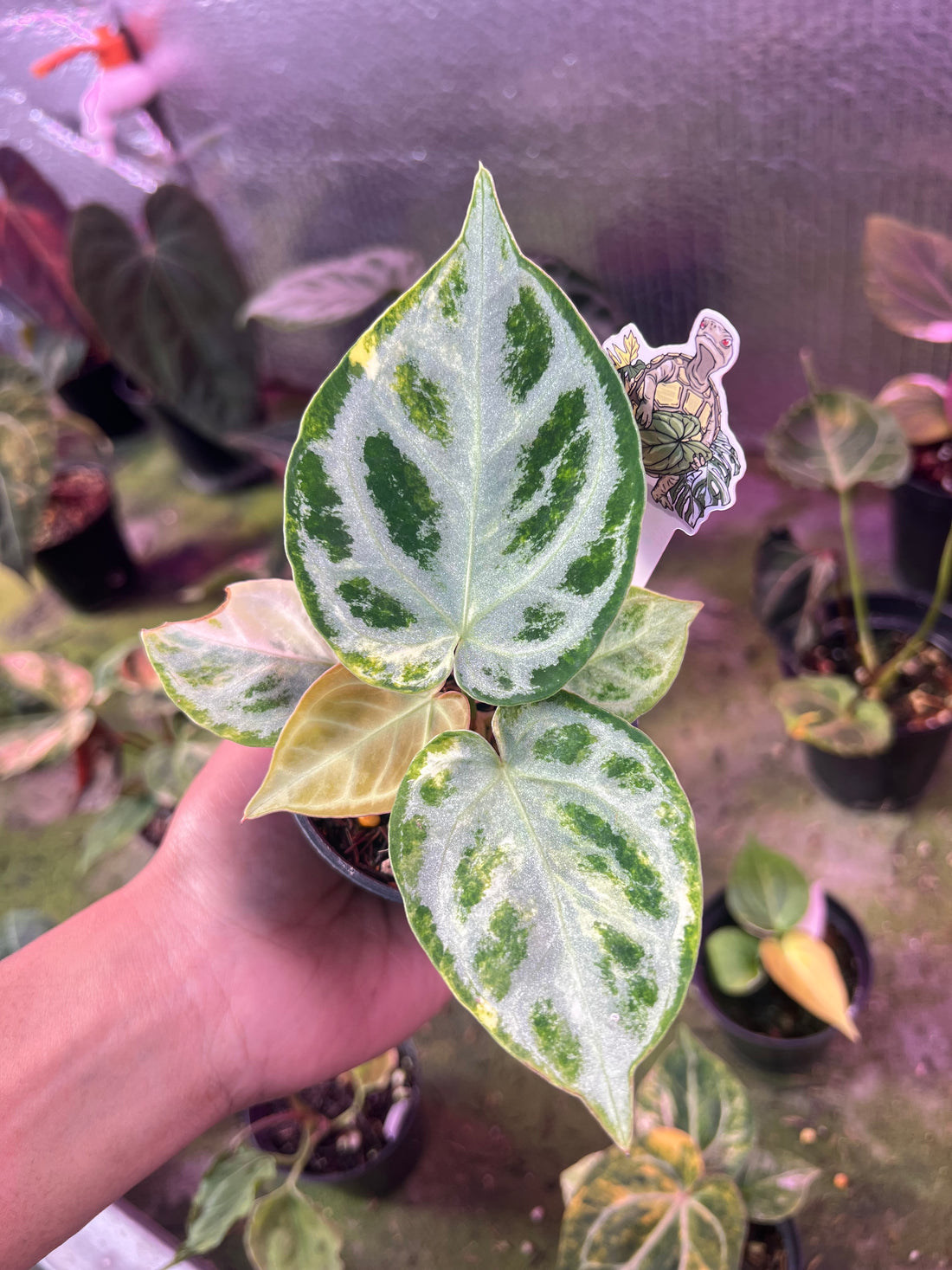 Anthurium Silver chrome Variegated