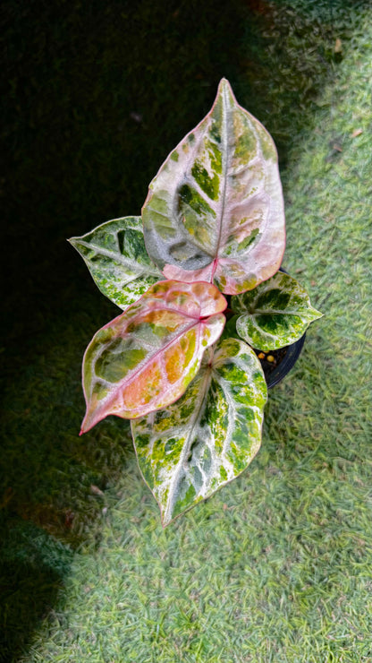 Anthurium Tortoise King Small Variegated