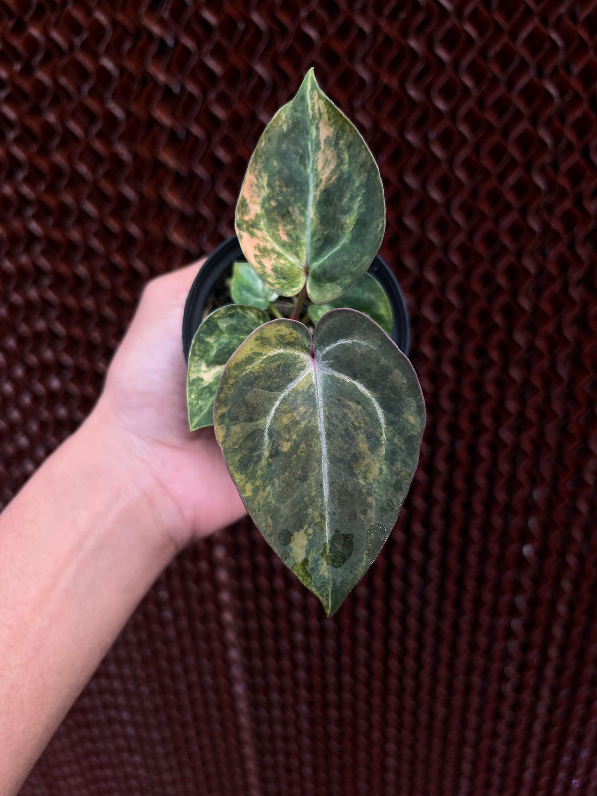 Anthurium Papilillaminum Pink x Michelle