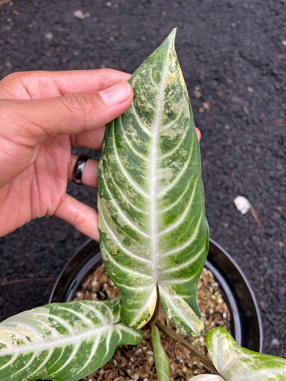 Phyllotaenium Lindenii Variegated