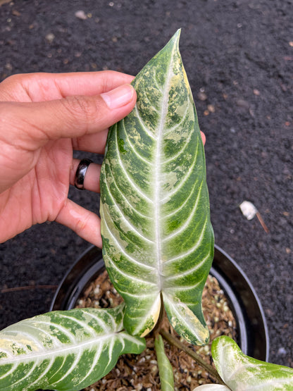 Phyllotaenium Lindenii Variegated