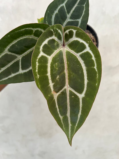 Anthurium Michelle Variegated x (Brown Derby x Michelle)