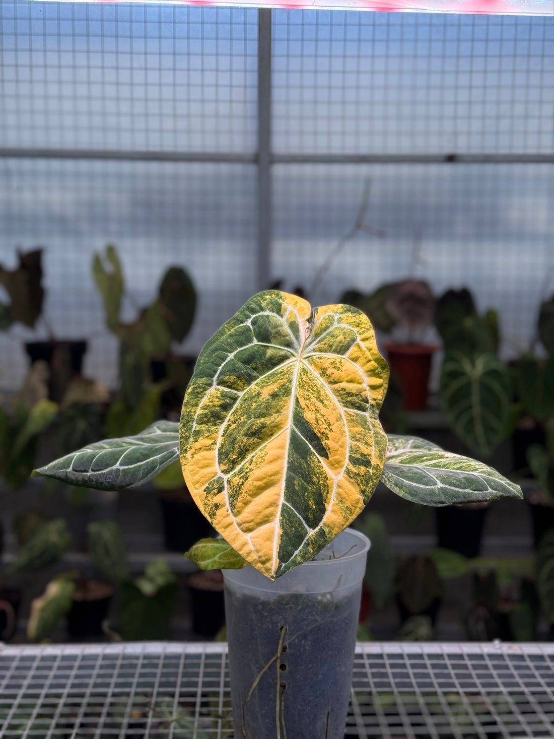 Anthurium Forgetii Variegated AUS X (Angela x Black Widow)