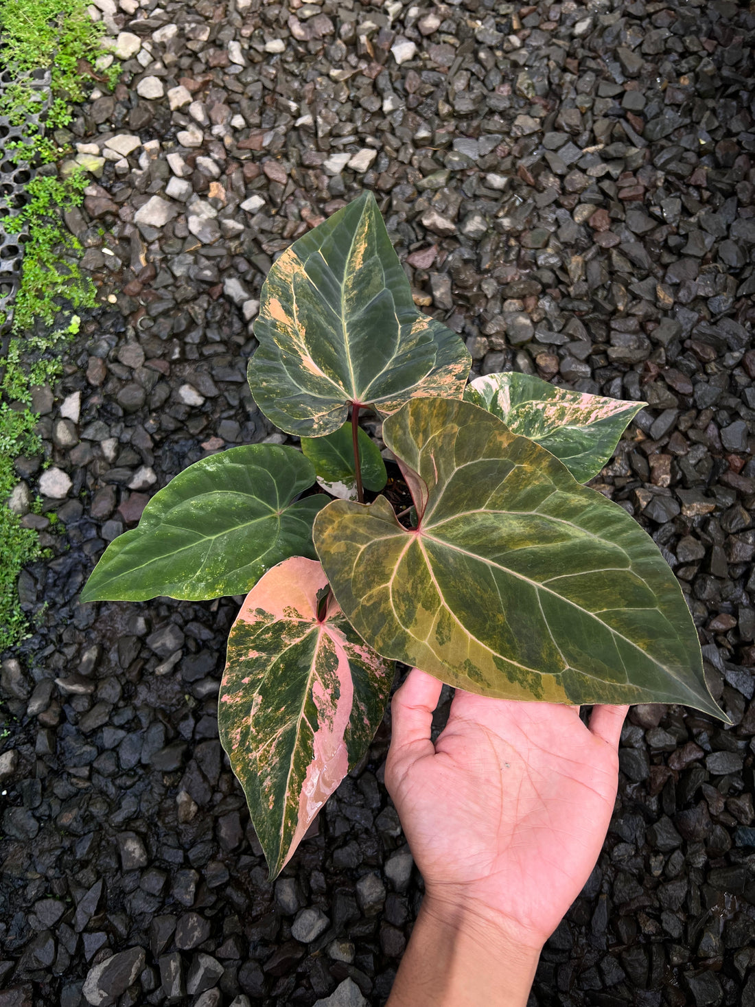 Anthurium Papilillaminum Pink x Luxurians Selected