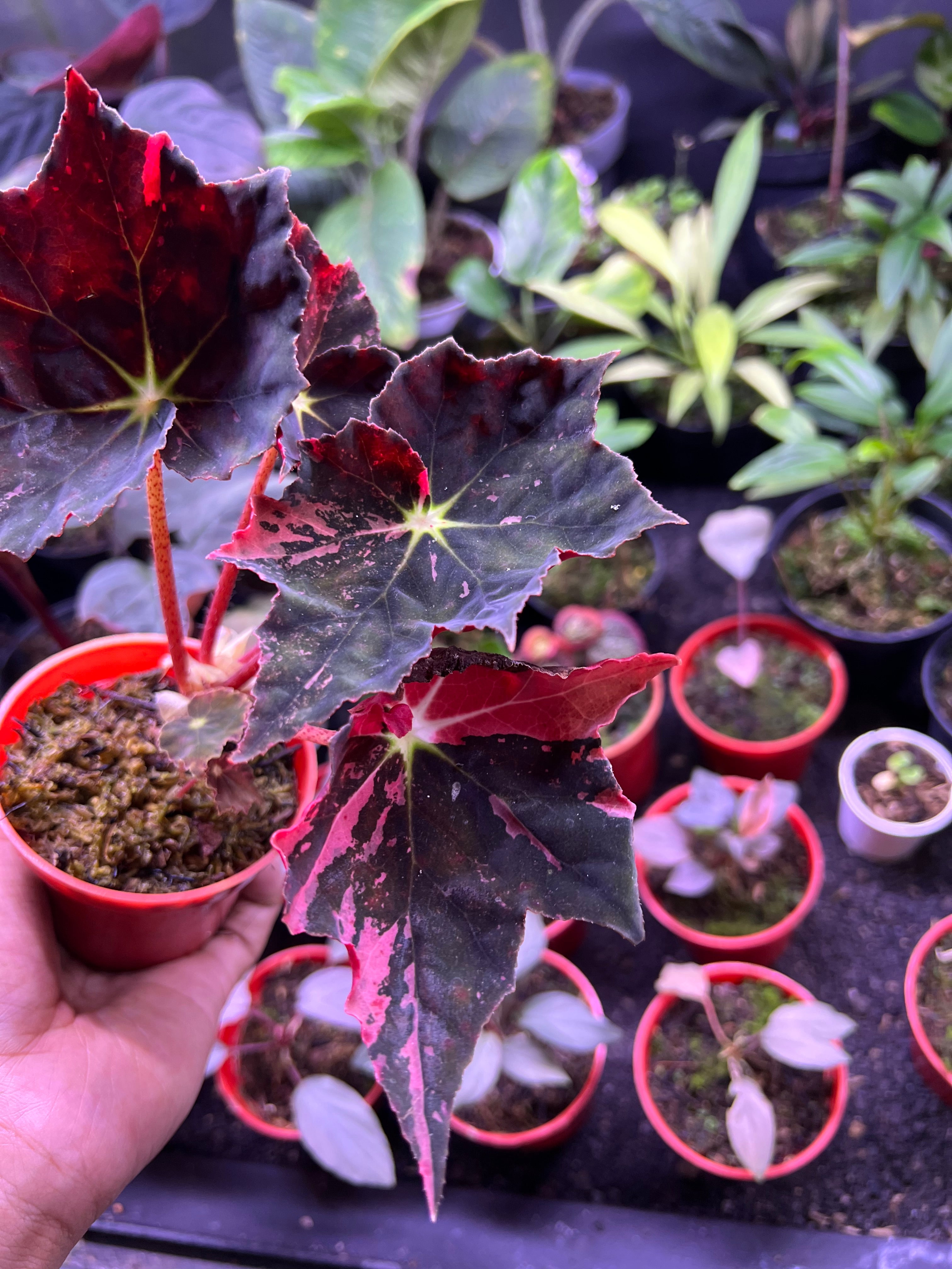 Begonia Black Fang Pink Variegated – Siapnanam | Rare Plant Nursery