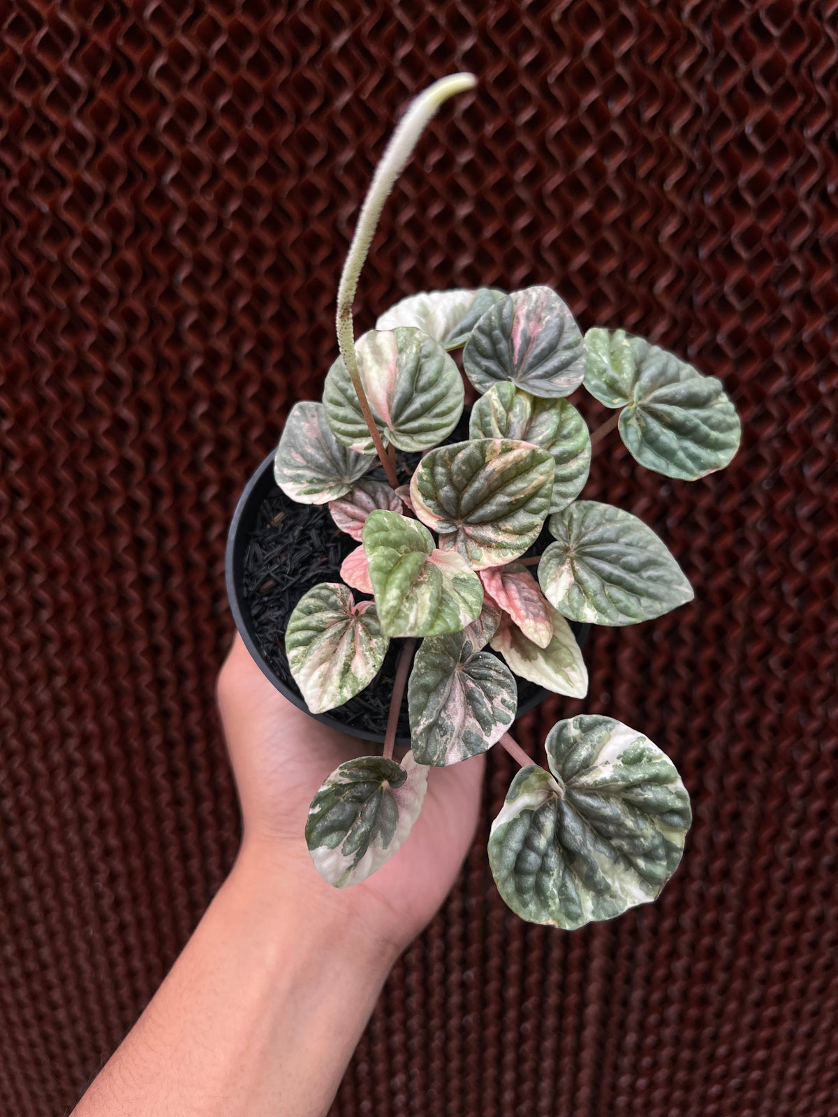 Peperomia Caperata Pink Lady