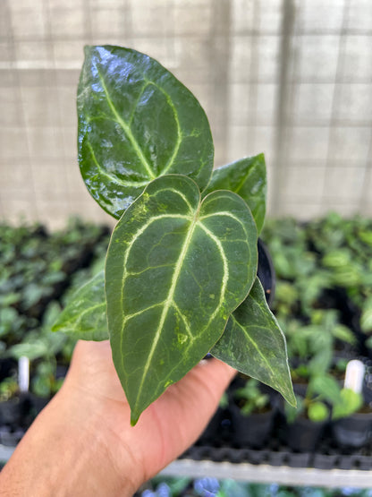 Anthurium Forgetii Variegated x Blood of Blue