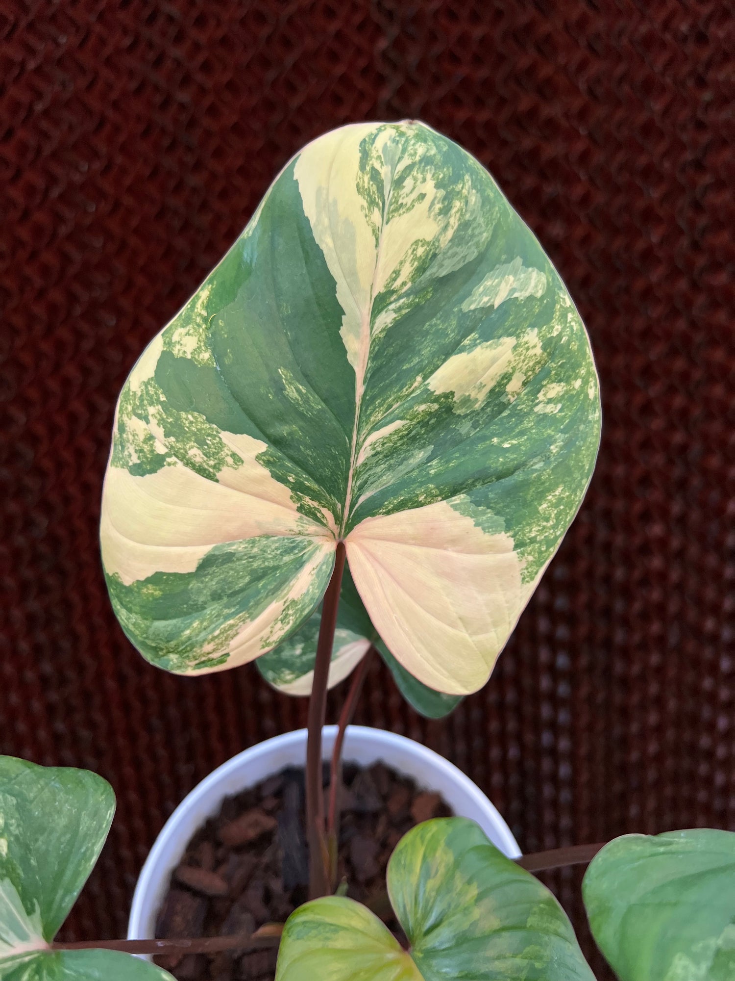 Homalomena Rubescens Variegated