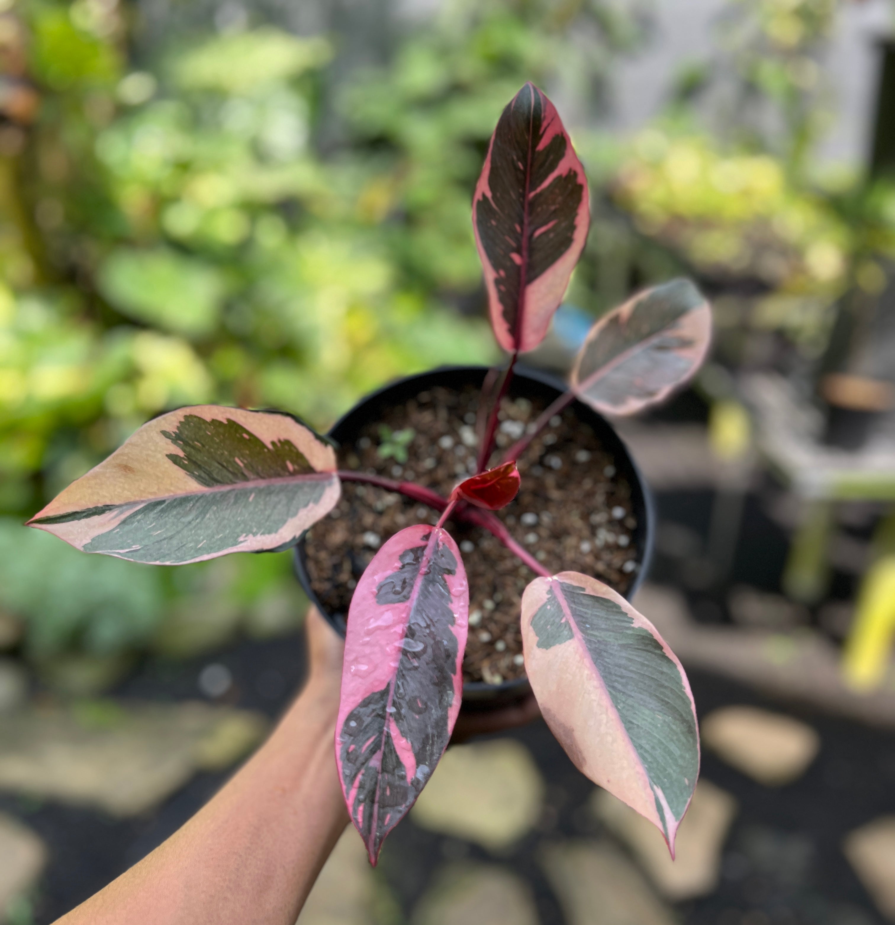 Philodendron Pink Rose