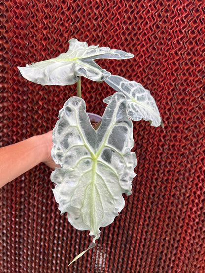 Alocasia Venom Medium Size