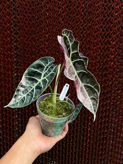 Alocasia Watsonia Medium Size Variegated