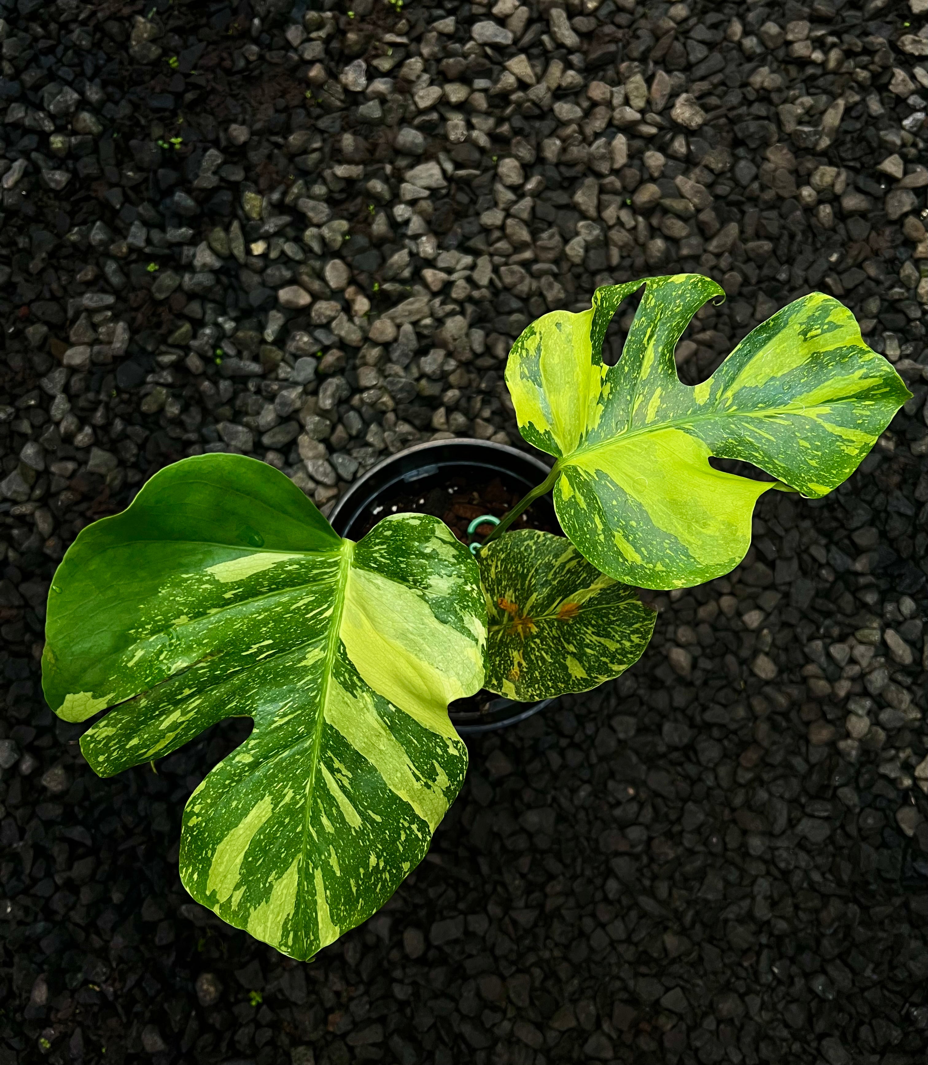 Monstera Electrolyte