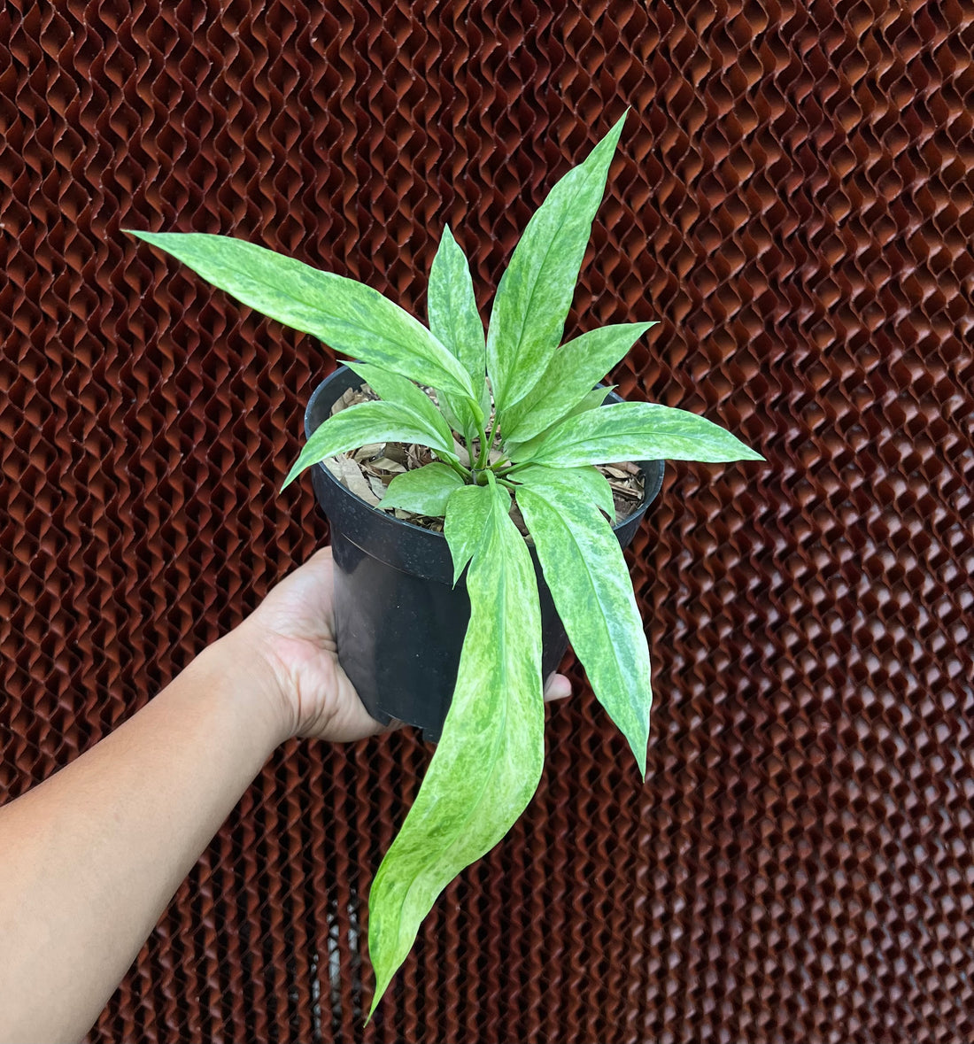 Anthurium Vittarifolium Variegated