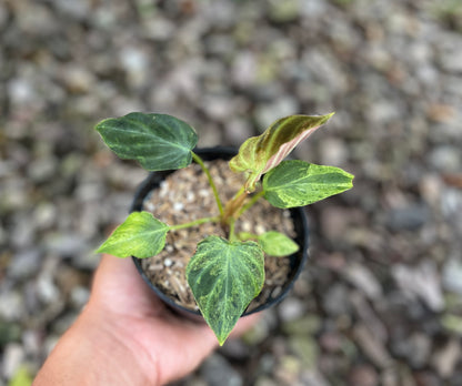 Philodendron Verrucosum Mint Variegated