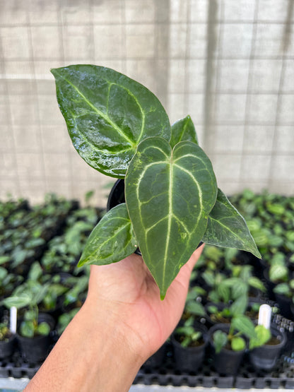 Anthurium Forgetii Variegated x Blood of Blue