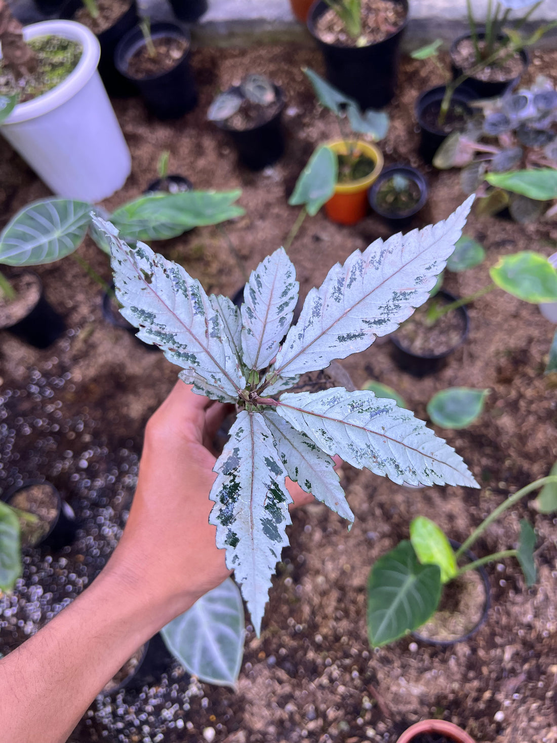 Leea zippeliana super white mutation