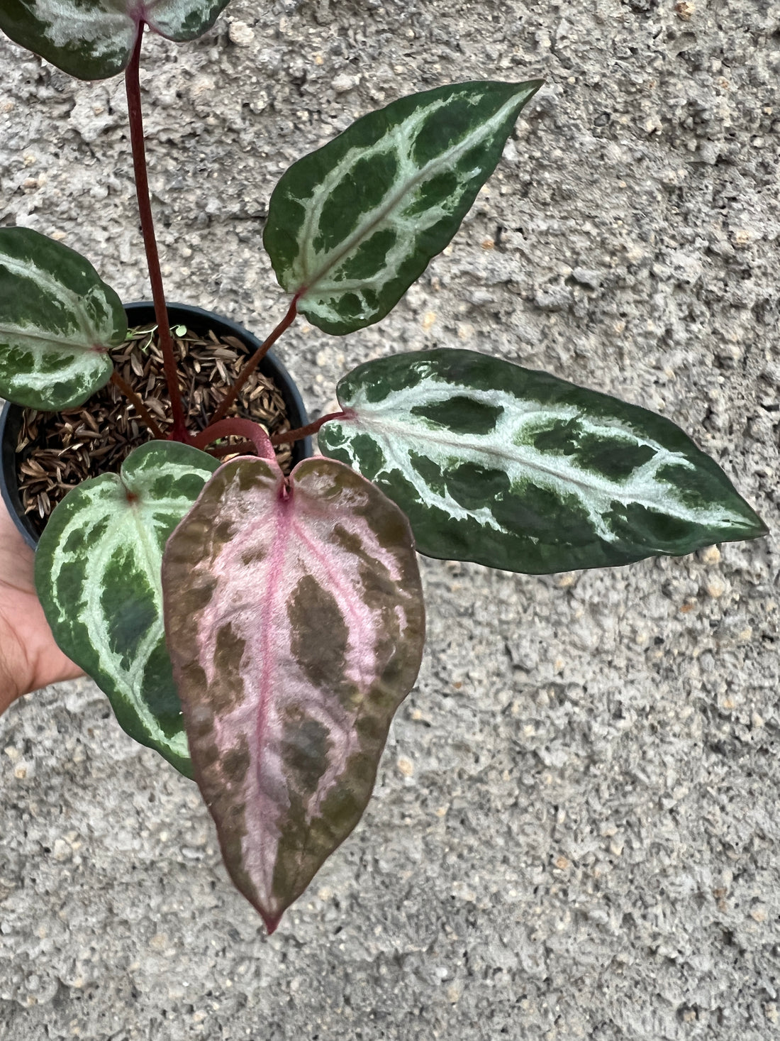 Anthurium Zara x Michelle Mutation/Super Selected