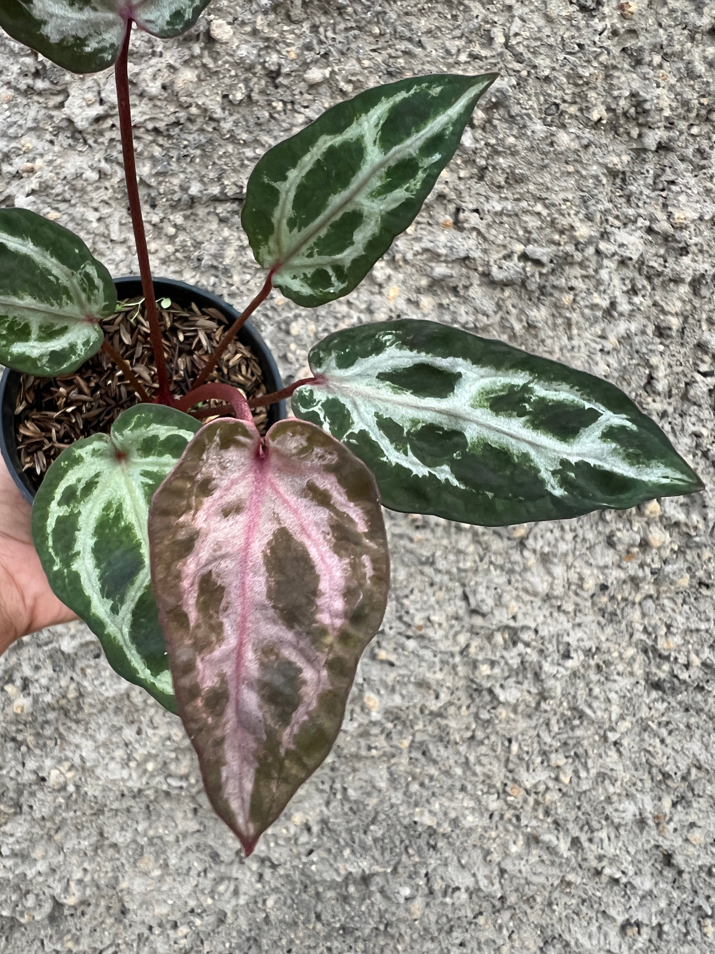 Anthurium Zara x Michelle Mutation/Super Selected