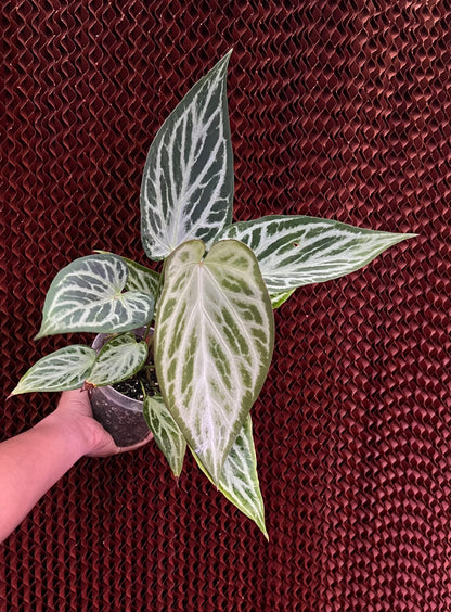 Anthurium Silver Butterfly