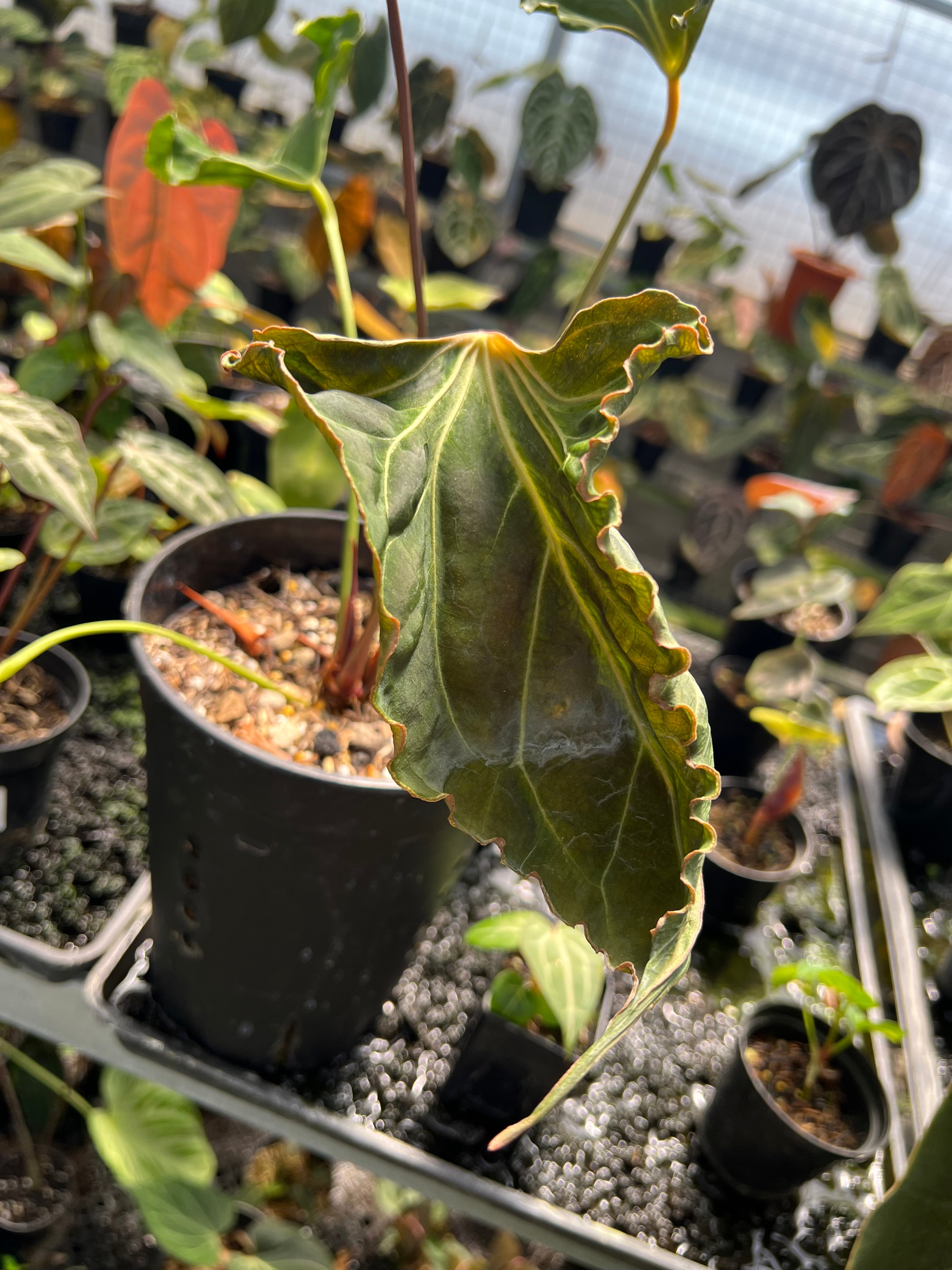 Anthurium ( X one x Portillae) Muchlis