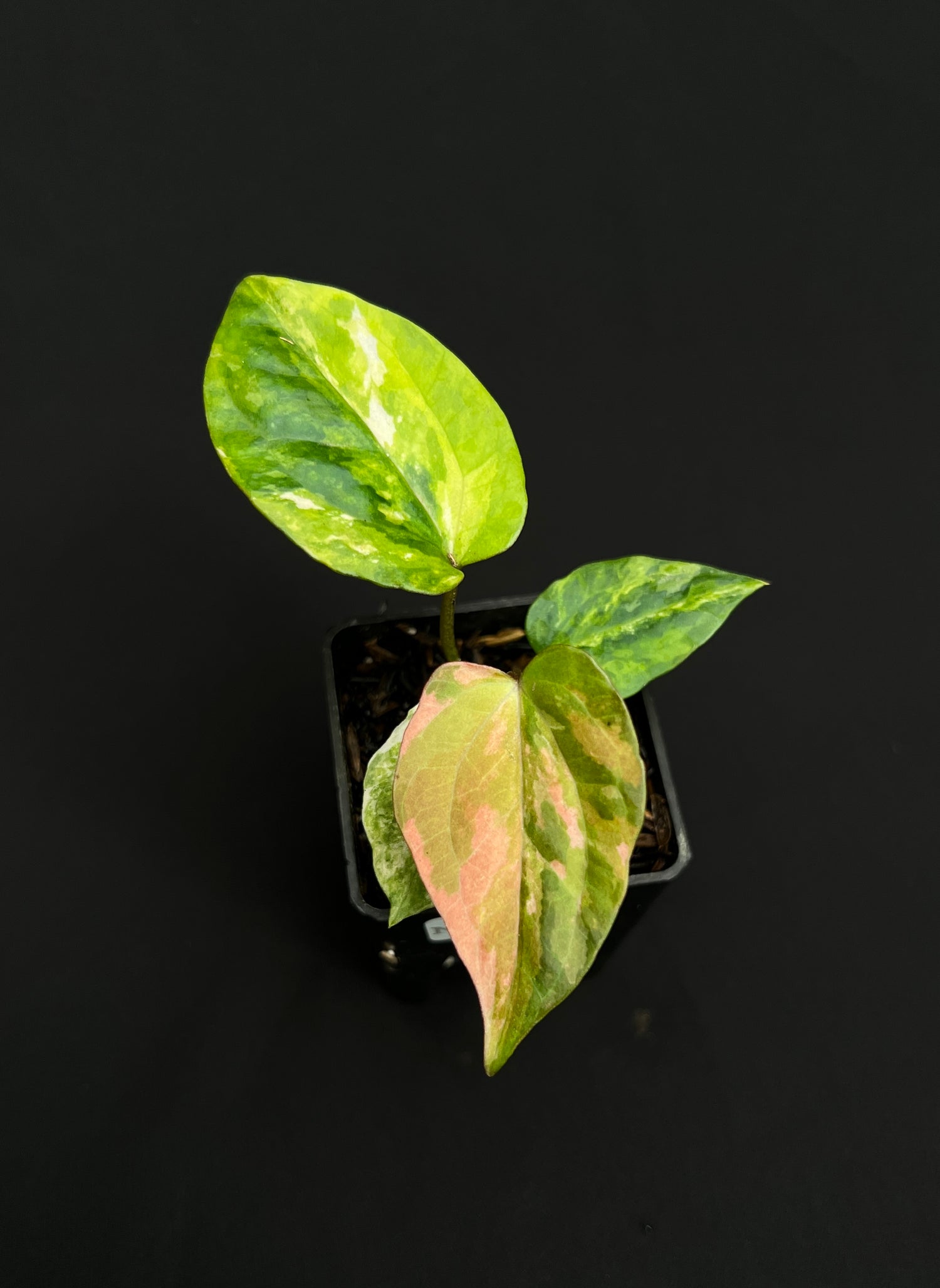 Anthurium Night Queen x Zara Michelle