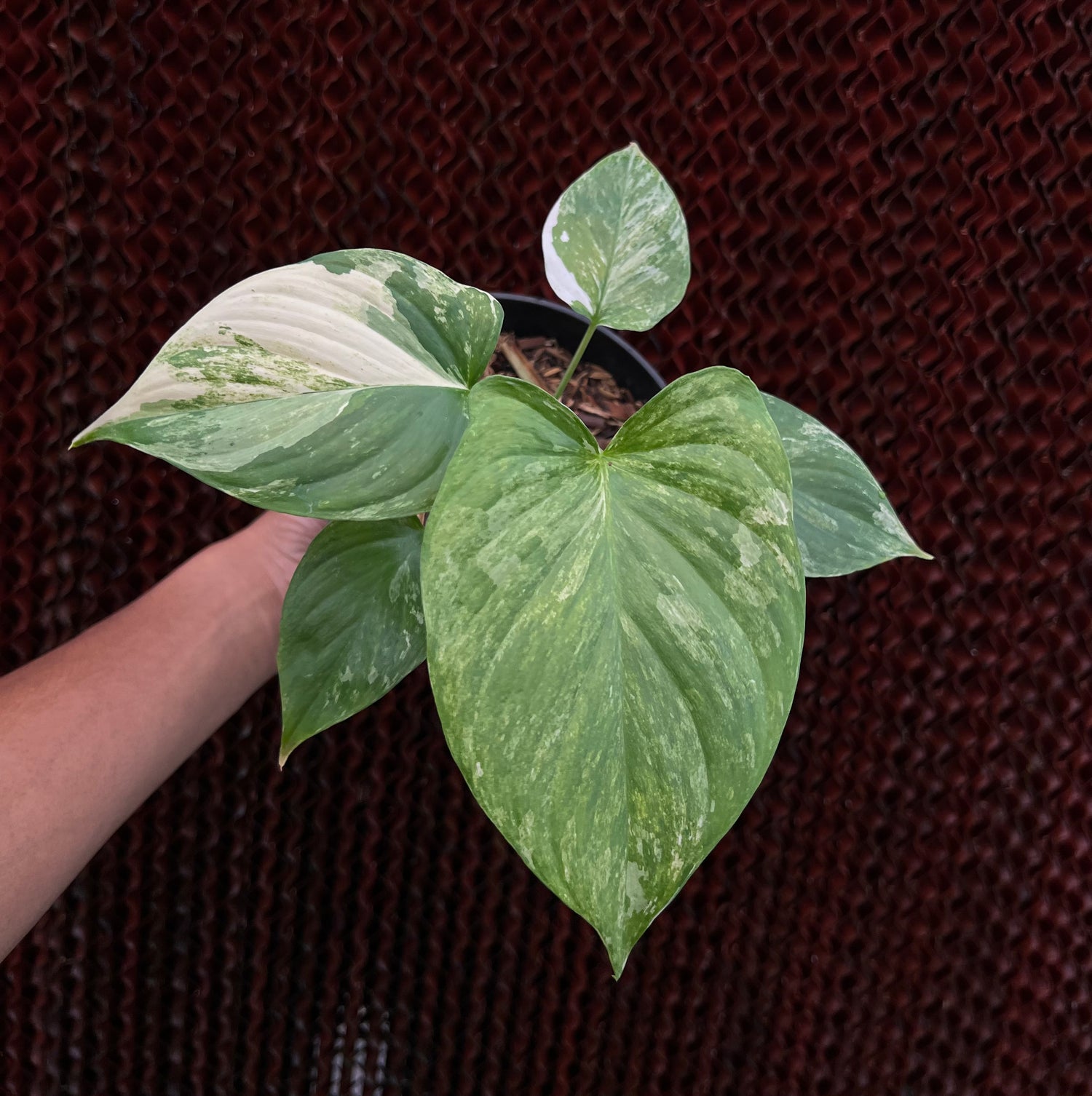 Homalomena Pendula Variegated