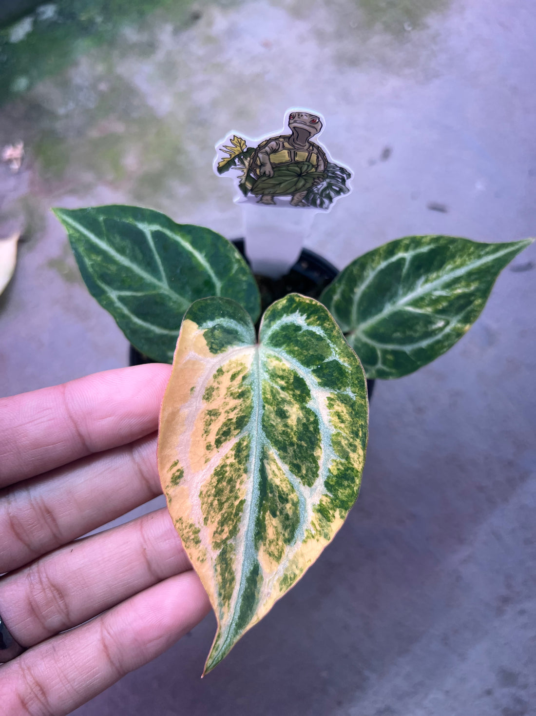 Anthurium King Of Spades x Red Crystallinum