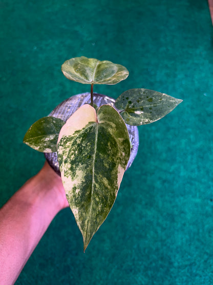 Anthurium Papilillaminum Pink x (BVIT x Zara Michelle)