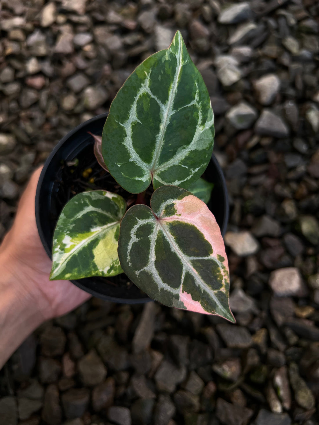 Anthurium Michelle x (Silver Blush x KOS)