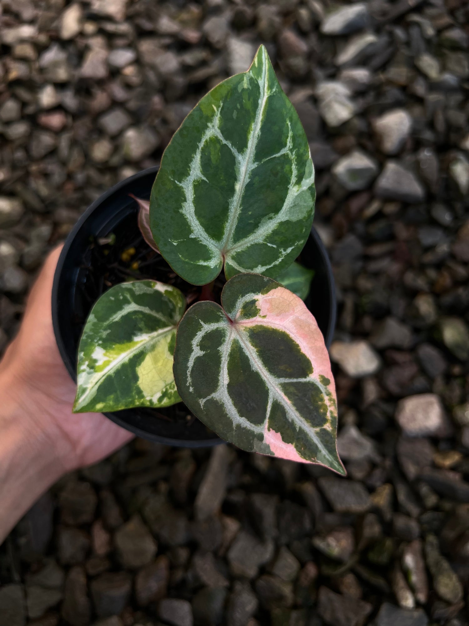 Anthurium Michelle x (Silver Blush x KOS)