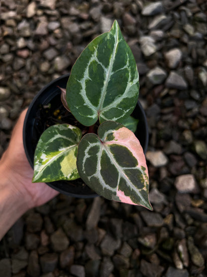 Anthurium Michelle x (Silver Blush x KOS)