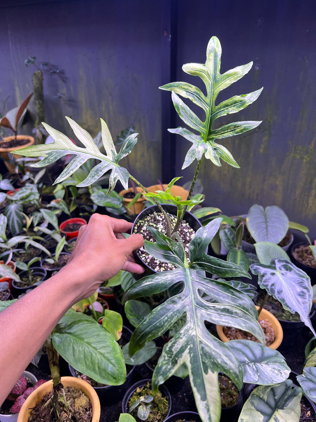 Alocasia Brancifolia Sp papua variegated