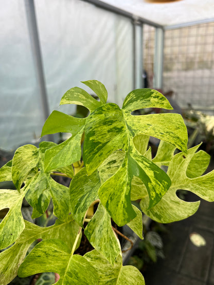 Rhaphidophora Tertasperma Migma Variegated