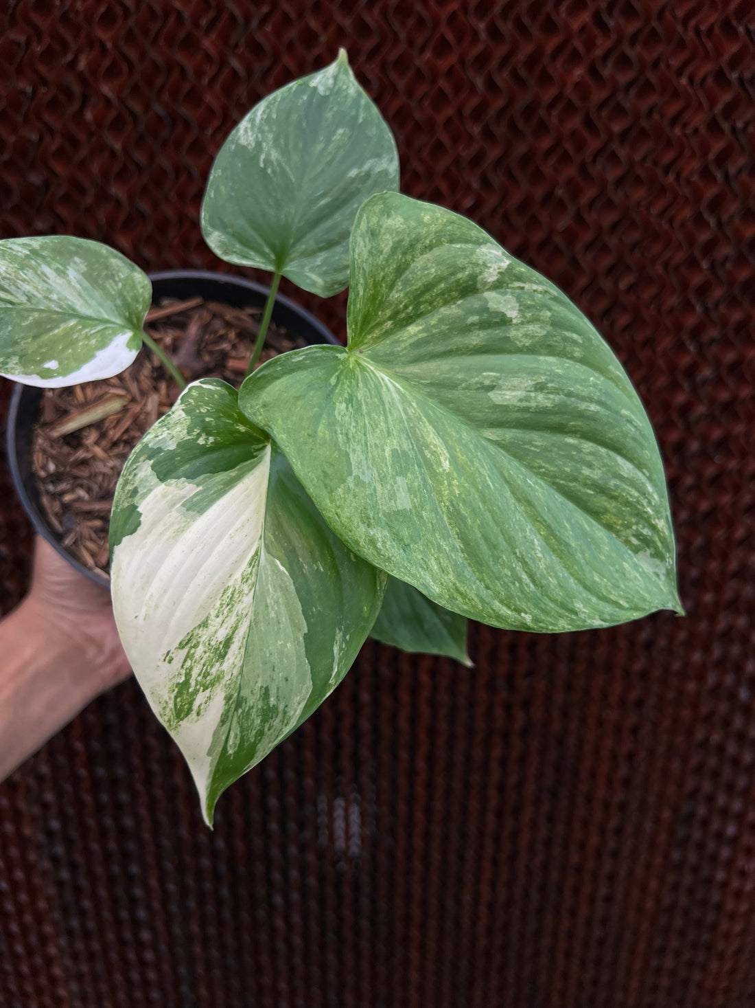 Homalomena Pendula Variegated