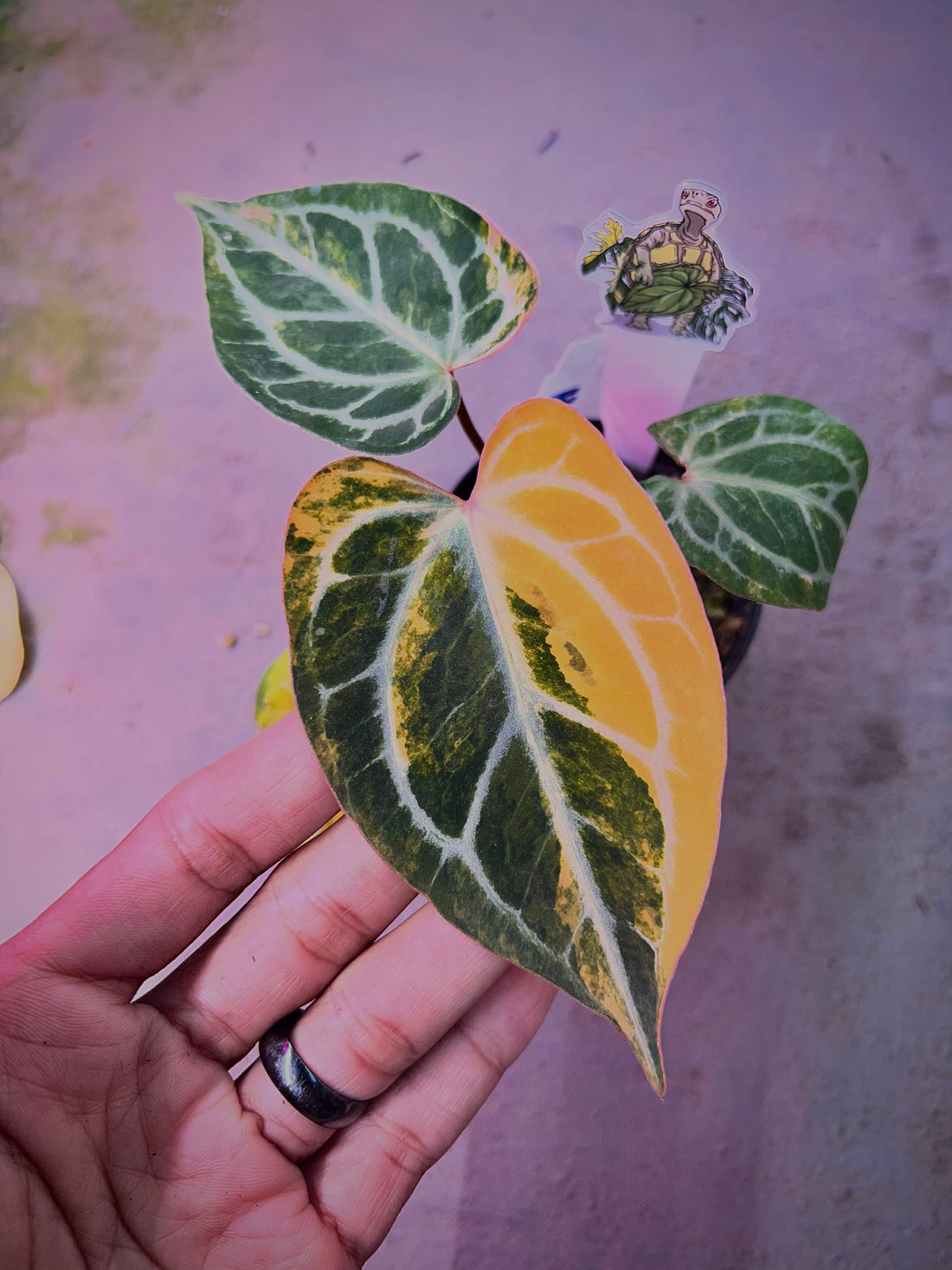 Anthurium Hellboy