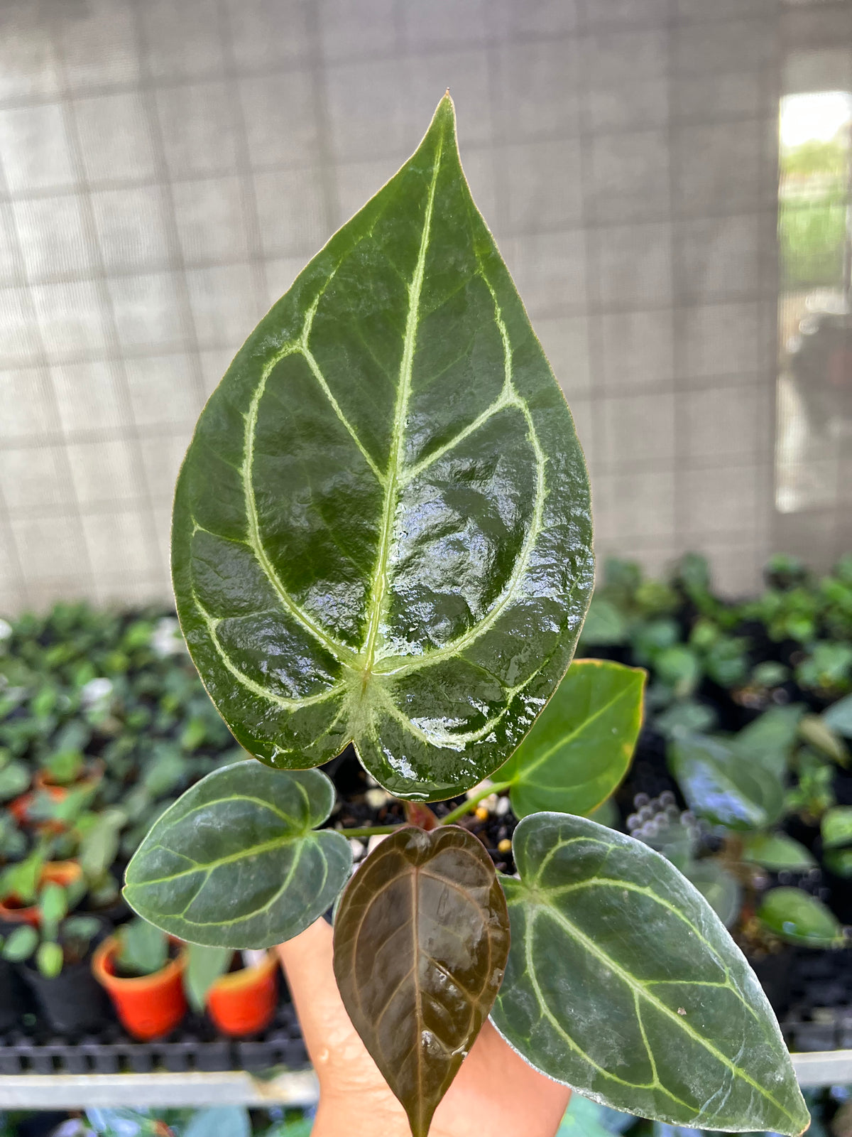 Anthurium Forgetii x (BVIT x Zara Michelle)