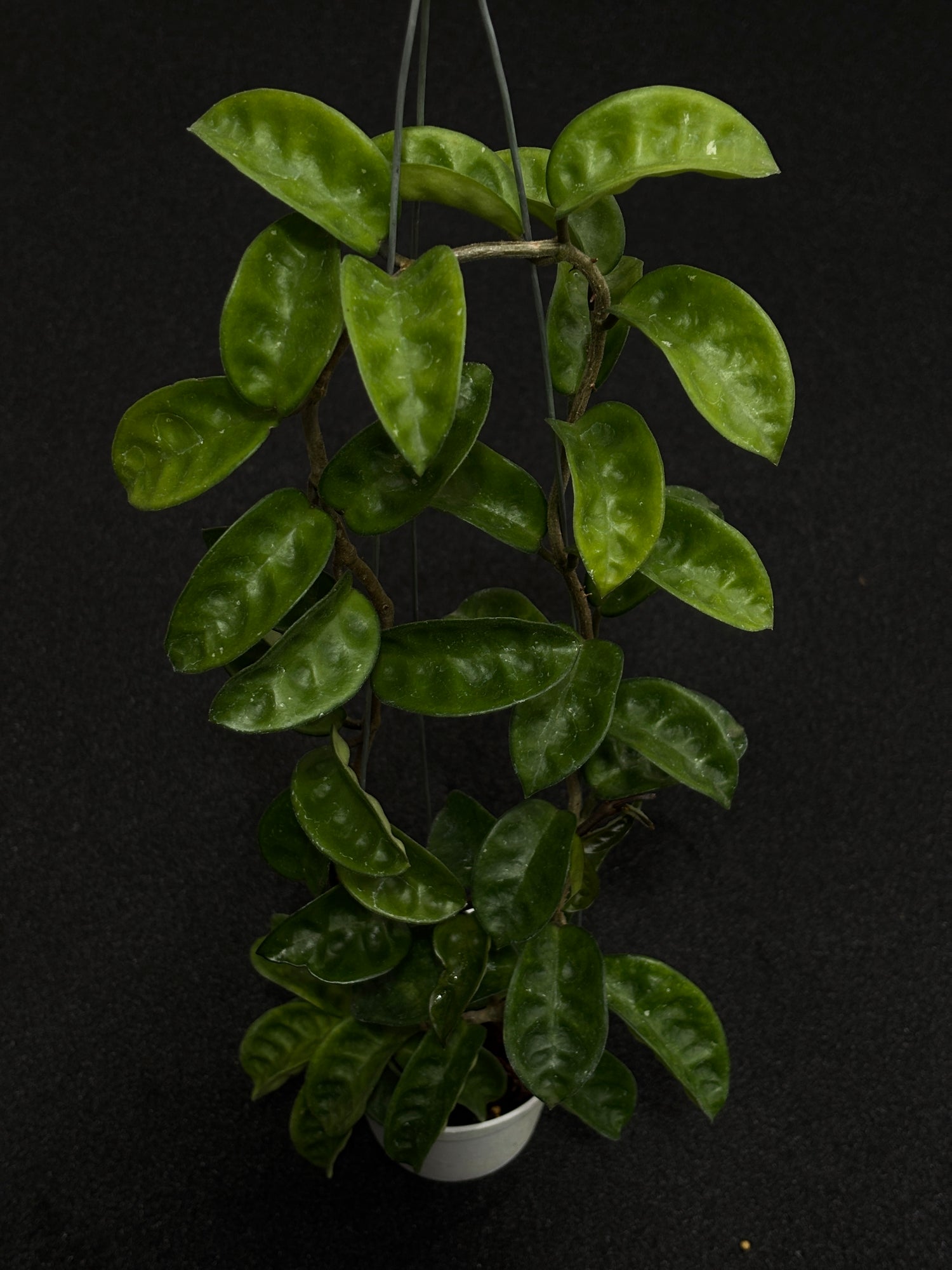 Hoya Carnosa K8 Round