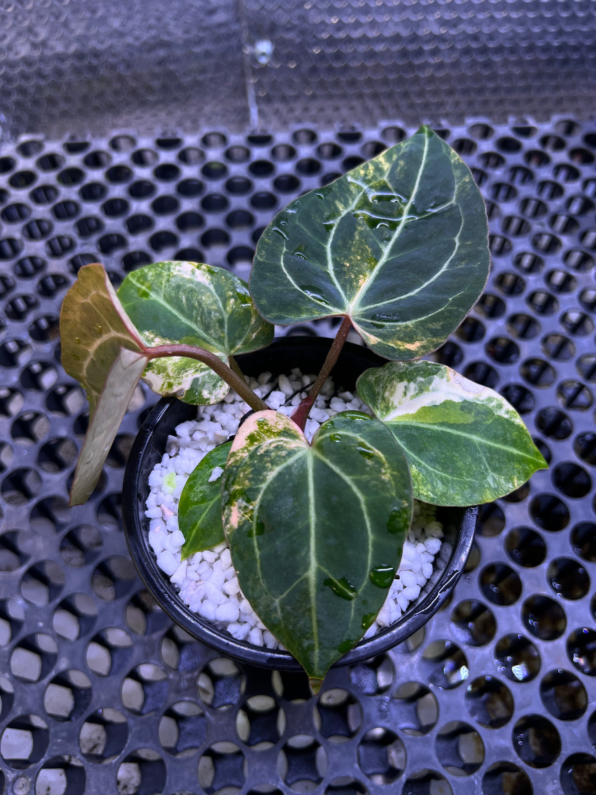 Anthurium Black Venom x Angela Black Widow