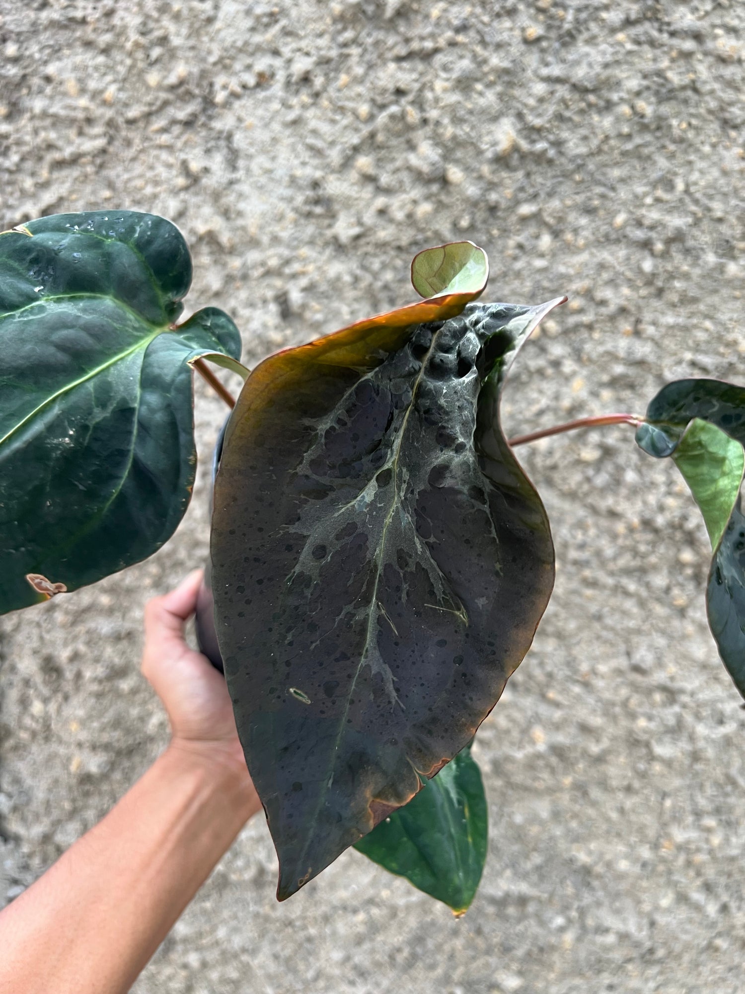 Anthurium (Michelle x Zara ) x BVEP Scroot