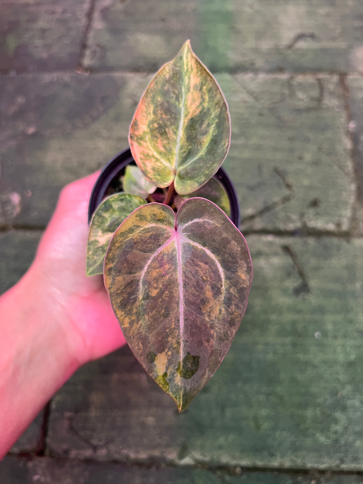 Anthurium Papilillaminum Pink x Michelle