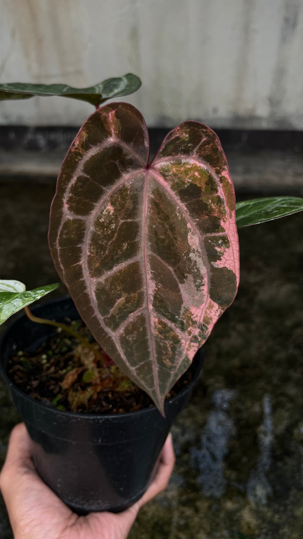 Anthurium Exodia Variegated