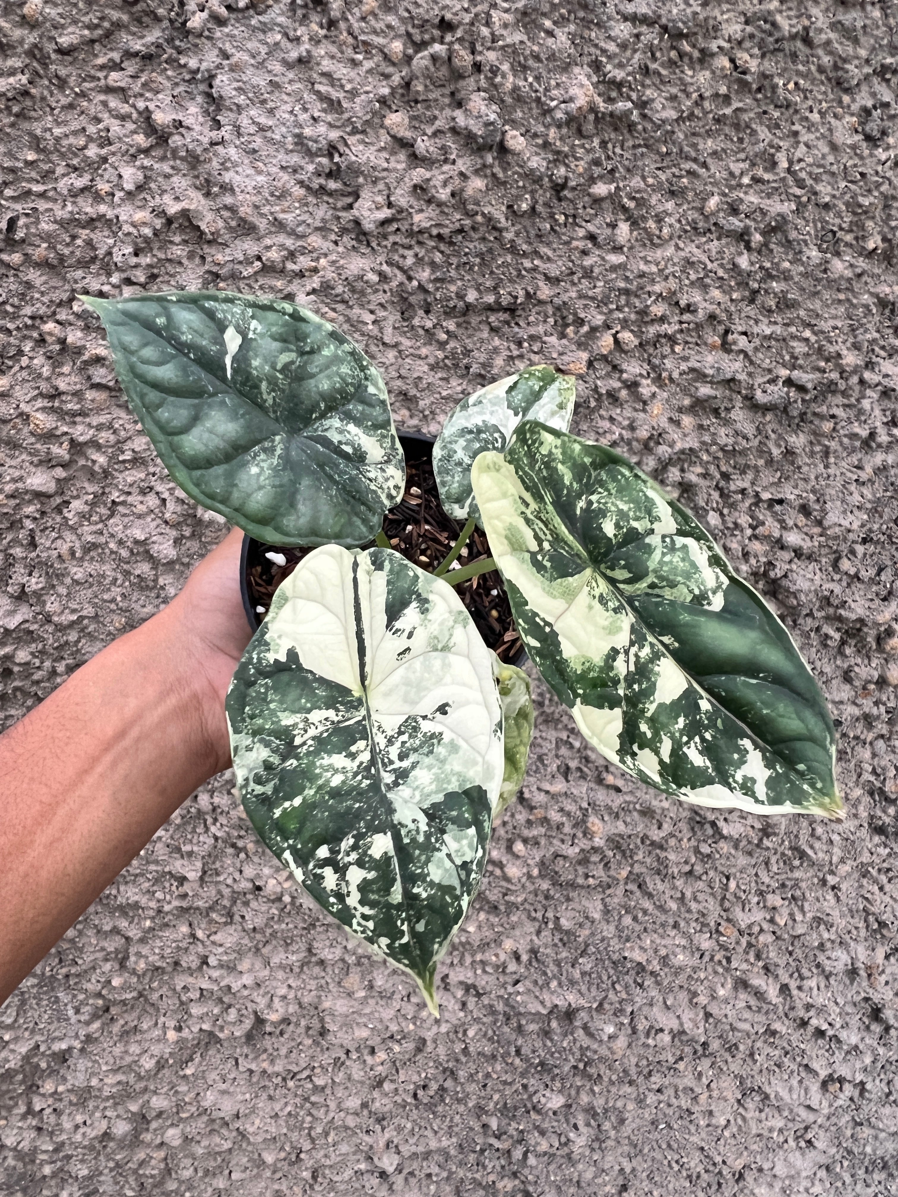 Alocasia Dragon Scale Variegated