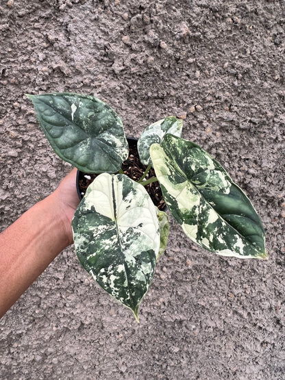 Alocasia Dragon Scale Variegated
