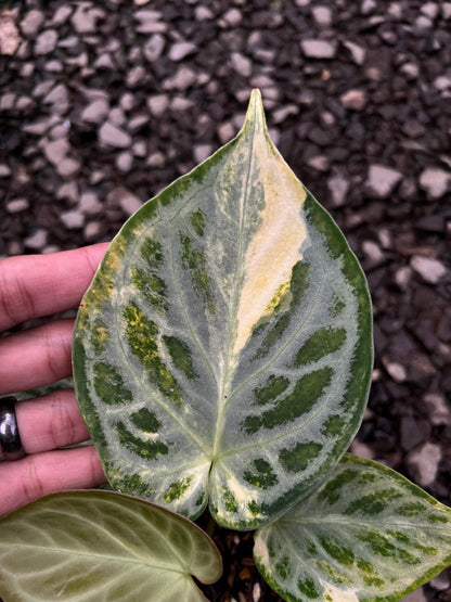 Anthurium Silver chrome Variegated