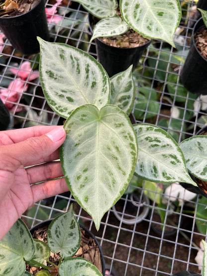 Anthurium Dorayaki Silver Chrome
