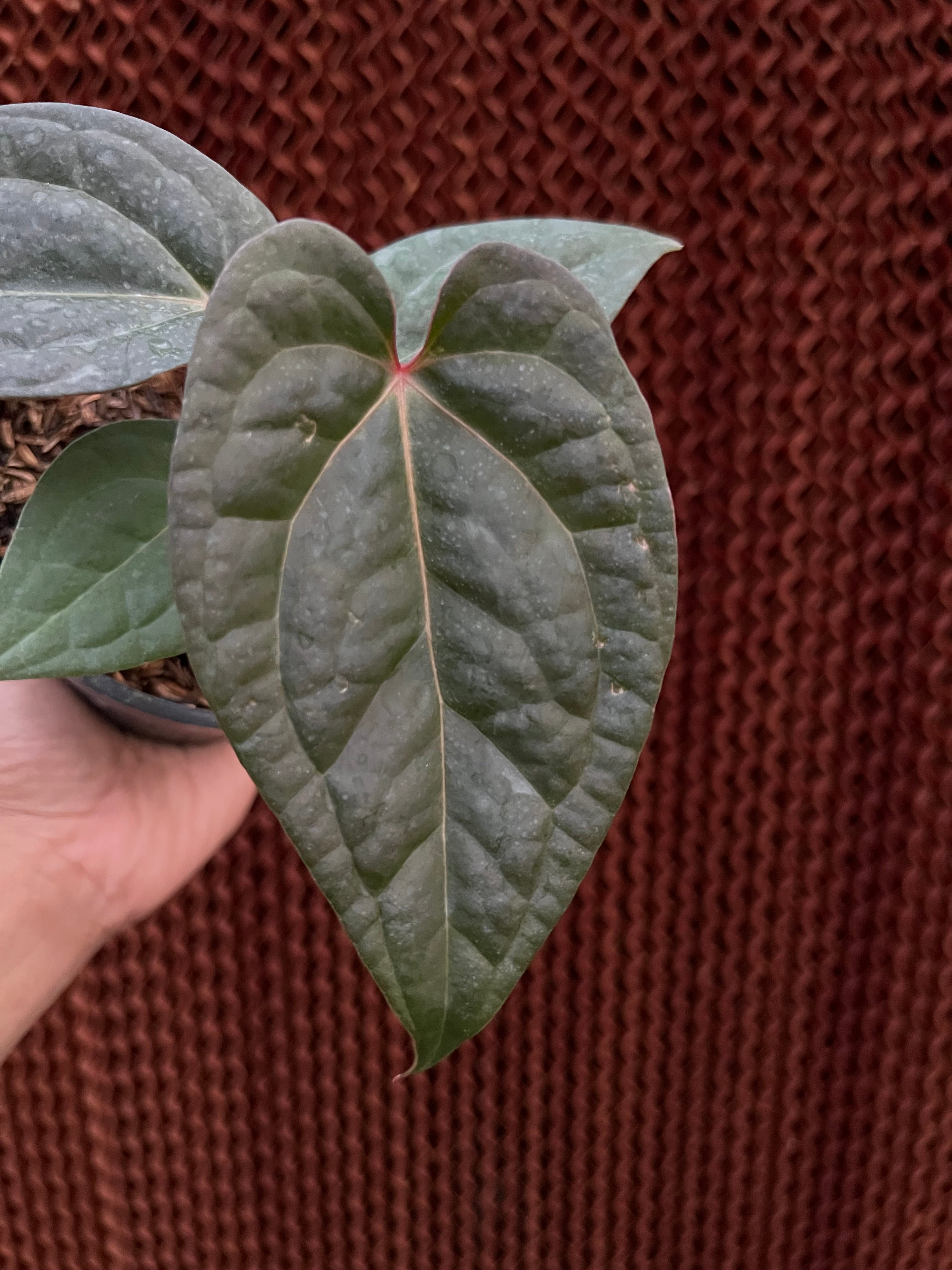 Anthurium Night Queen x Zara Michelle
