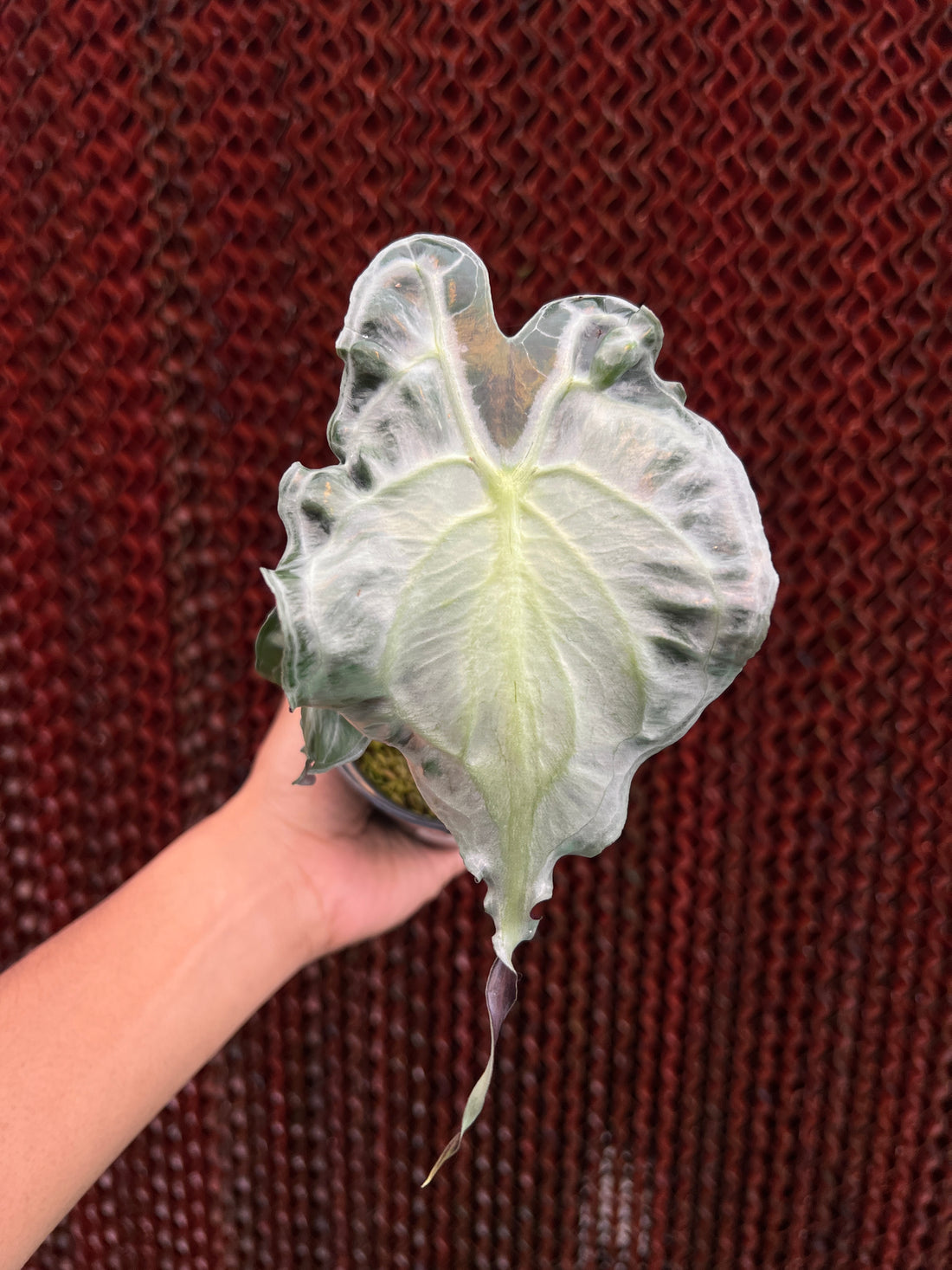 Alocasia Venom