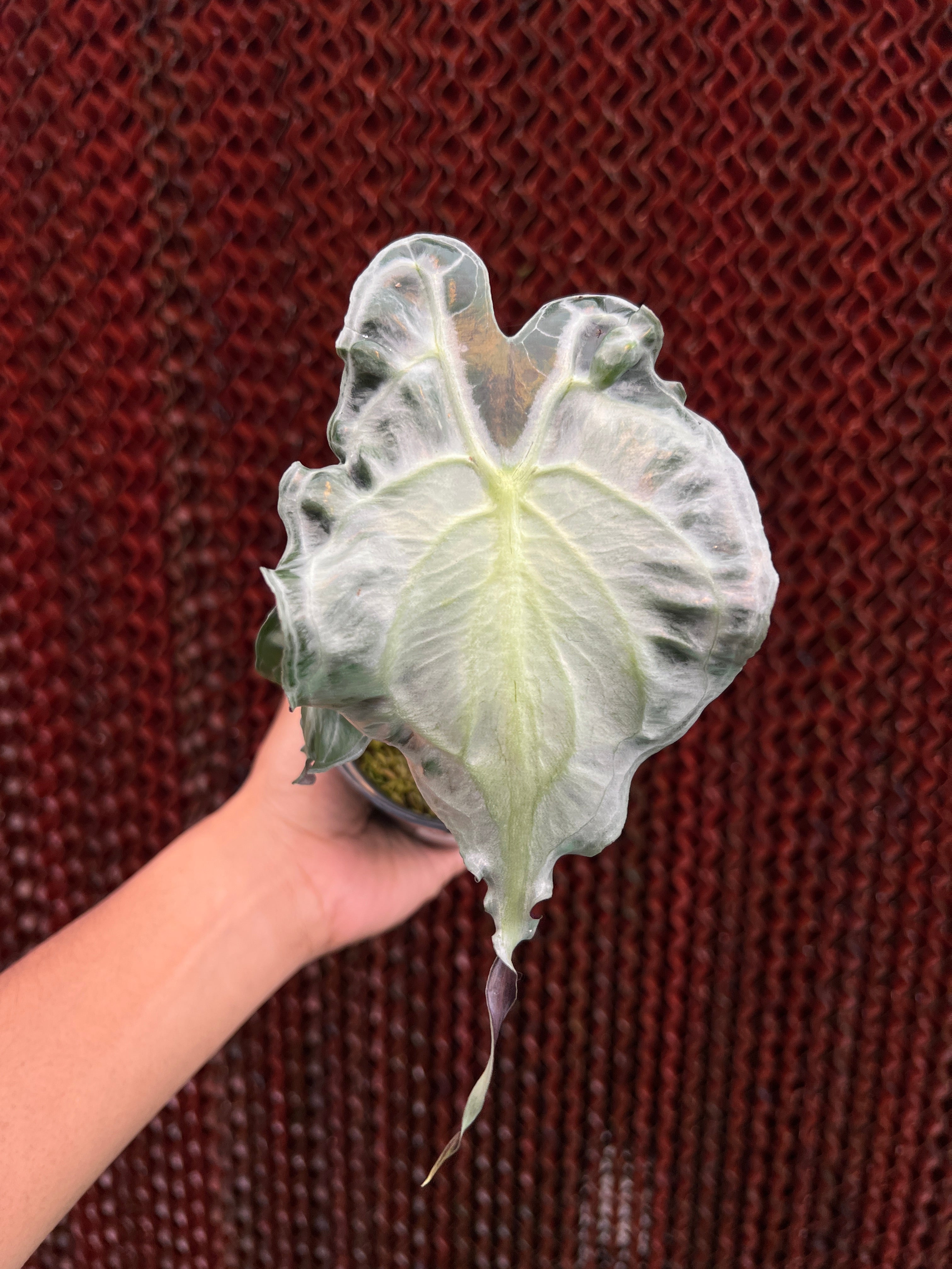 Alocasia Venom