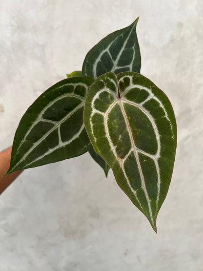 Anthurium Michelle Variegated x (Brown Derby x Michelle)