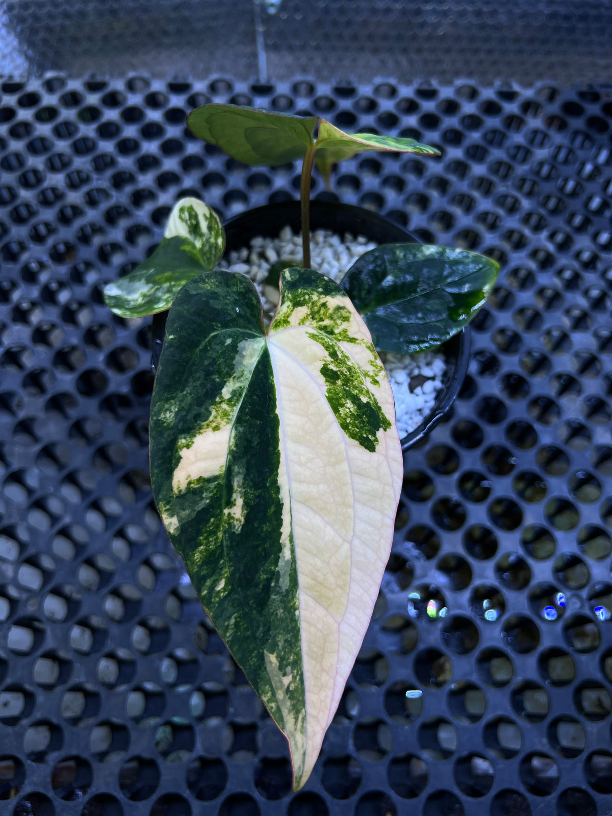 Anthurium(Papilillaminum x Magnificum) x Night Dragon